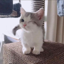 kihu
