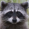 JAKEY DA RACCOON